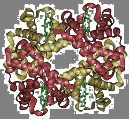 Kvartär struktur Exempel: hemoglobin, ett hetero-oligomeriskt protein Modell av hemoglobinets tredimensionella