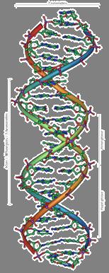 är för DNA: A = Adenin, G = Guanin C = Cytosin, T = Thymin