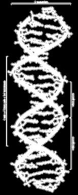 DNA-kedjan bildar naturligt en helix Denna i sin tur