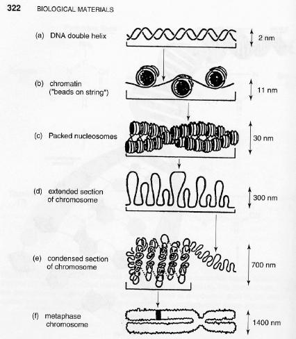 Från DNA till gen Vägen till gen är mångfasetterad.