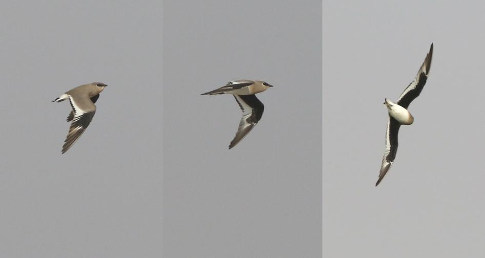 Sibirbeckasin Pin-tailed Snipe (Gallinago stenura) Ses i södra Oman från augusti till början av juni.