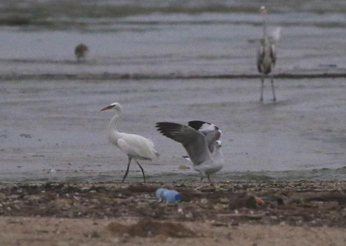 Mindre vadarsvala Small Pratincole (Glareola lactea) 2 ex sydost om Raysut soptipp 24/11. Denna vadarsvala ses sparsamt från början av novemberfebruari i södra Oman.