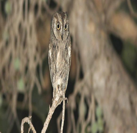 Arabfläckuv Arabian Spotted Eagle-owl (Bubo (africanus) milesi) 3 ex i Wadi Darbat under en uggletur på kvällen den 24/11.