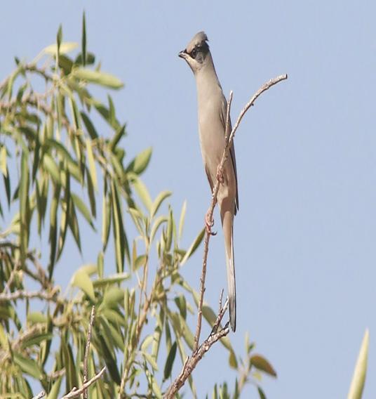 Sångbusklärka Singing Bush Lark (Mirafra cantillans) 1 ex på en lokal strax väster om byn Tawi Atayr 21/11.