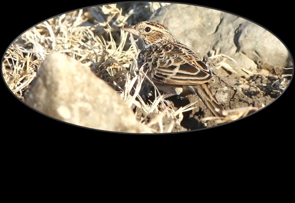 Härfågellärka Greater Hoopoe-Lark (Alaemon alaudipes) 1 adult med en nykläckt pull sågs längs vägen mellan Thumrait och