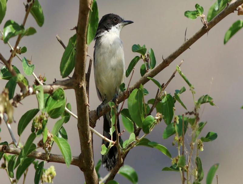Arabsångare Arabian Warbler (Sylvia leucomelaena) 4 ex Ayn Hamran 19/11, 2 ex Ayn Kheesh 23/11 och 1 ex Ayn Hamran 23/11.