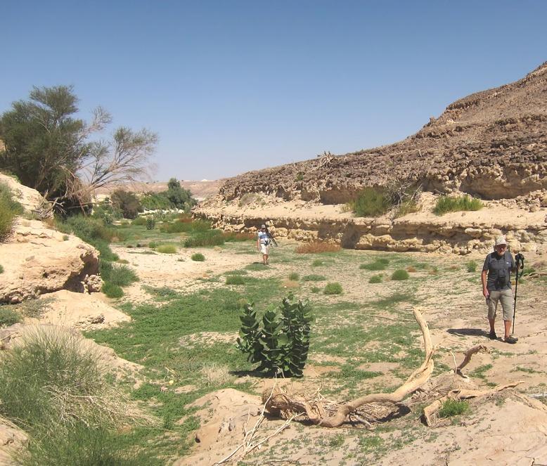 Wadi Thinqayr En fin wadi, c:a 40 km NV om Mudday, som inte finns beskriven i guideboken Birdwatching guide to Oman (D E Sargeant/H & J Eriksen).