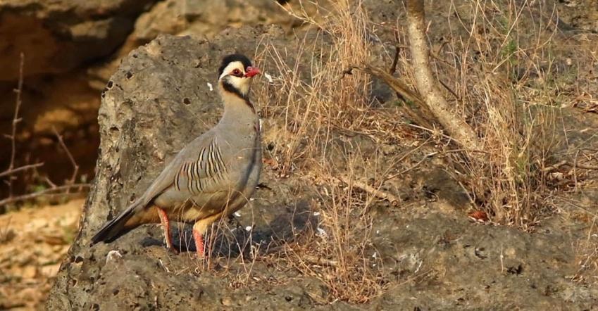 Artlistor Fåglar med kommentarer (ett urval) Arabisk rödhöna Arabian Partridge (Alectoris melanocephala) Denna fälthöna sågs