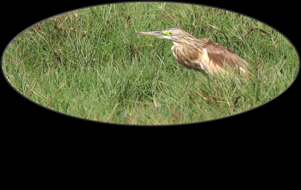 Rishäger Indian Pond Heron (Ardeola grayii) En indisk art som ses i södra Oman främst från oktober-april. Den påträffas med enstaka individer i khawrerna (kustnära laguner med bräckt vatten).