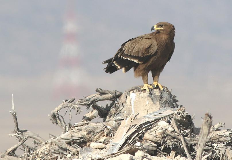 Gåsgam Griffon Vulture (Gyps fulvus) Vi såg sammanlagt 15 individer vid Jabal Samhan 22/11, vilket är ett högt antal.