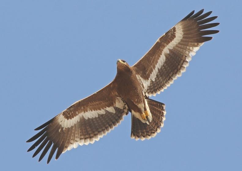 22/11. De bästa ställena att hitta arten i södra Oman är just här, samt längs vägen upp från Tawi Atayr och vid Wadi Darbat.
