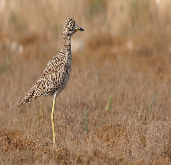 Fläcktjockfot Spotted Thick-knee (Burhinus capensis) 8 ex Al Balid Park 18/11. Detta är en välkänd lokal för arten och de flesta ser den här samt vid näraliggande Crown Plaza Hotel.