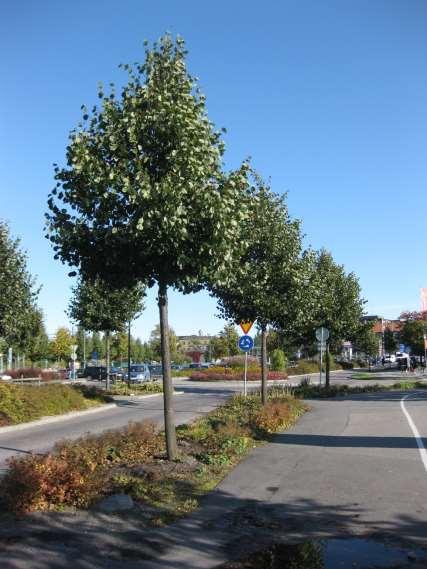 Forskningsfrågor Hur kan svenska trädförvaltare förbättra förvaltningen av urbana träd för att skapa hållbara leveranser av ekosystemtjänster?