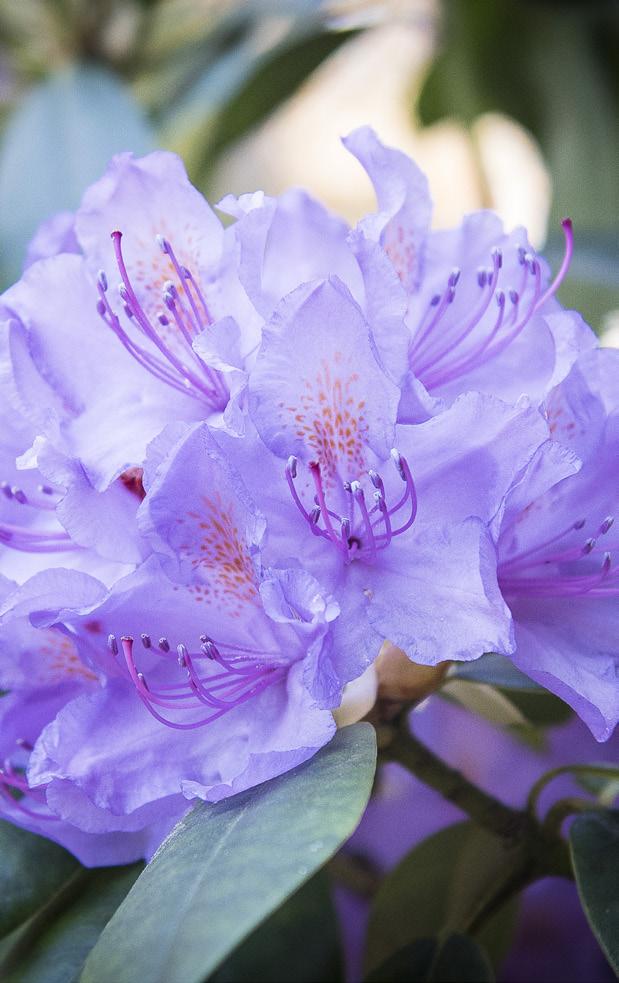 På en normalstor villatomt har hon skapat väl tilltagna rabatter med rododendron och azaleor som stod i fullt flor, en äng och en woodlandavdelning med exotiska barrträd.