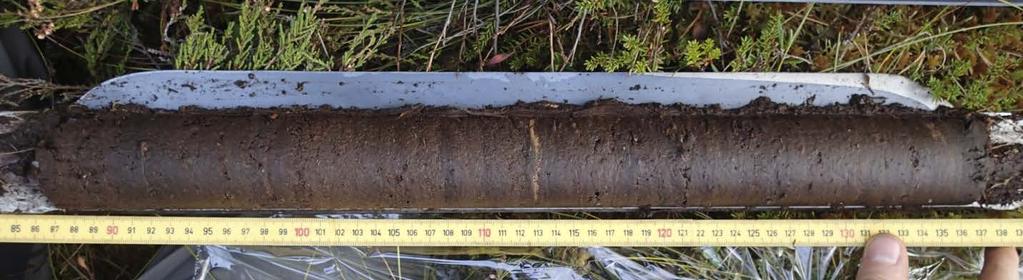 Granens (Picea) etablering har uppskattats i diagrammet och en ungefärlig datering är 100-300 AD, dateringen är från