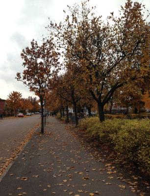 Vegetation Inom parkområdet i väster finns idag ett flertal uppvuxna, vackra träd, framför allt en stor kastanj i den södra delen av parken.