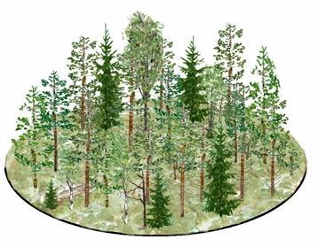 Rönn, Asp, Sälg, Ek (RASE) Höjden mäts på högsta individen av respektive trädslag Viltbete registreras (Ja/Nej) Högsta rönn/sälg/asp/ek är