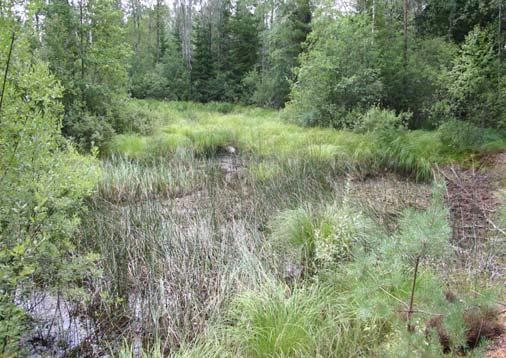 Mindre vattensalamander (hona) Mindre vattensalamander (hane) 2 2 Uppföljning reproduktion Datum 2006-08-10 Större vattensalamander 2 65, 67 Larverna nästan klara att gå upp på land, huden
