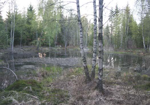 NO om Jättebacken Lokalnamn: NO om Jättebacken X 6288937 Storlek (m): 40x40 Beteckning: 102:3 Y 1404746 Visuell inventering Datum 2006-05-09 Större vattensalamander (hona) 20+ 20+ Fisk: Nej
