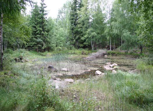 Mindre vattensalamander (hona) Mindre vattensalamander (hane) 10+ 10+ Uppföljning reproduktion Datum 2006-08-10 6 larver av större vattensalamander på 10 håvtag!!!! Otroligt bra lokal.