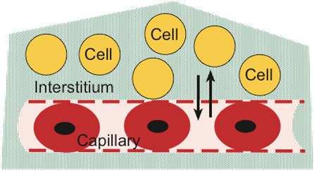 Body volumes Which volume substitution?