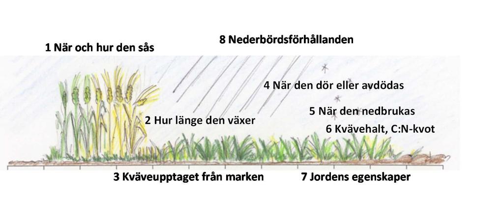 Kväveefterverkan av fånggrödor Återmineralisering av kvävet för nästa gröda utan att öka