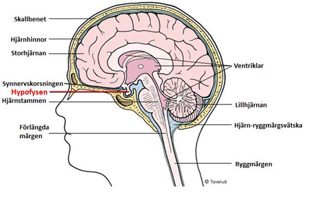 FÖRORD Hypofysen är en knappt centimeterstor livsnödvändig, hormonbildande (endokrin) körtel som ligger i en liten bengrop (sella turcica) i skallbasen under hjärnan och någon centimeter nedom
