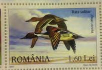18/8 (02-11) 15/9 (02-11) 13/10 (02-11) Skäggdopping Podiceps cristatus 58 (219) 670 (224) 600 (333) Gråhakedopping Podiceps grisegena 1 (0) 0 (0) 0 (0) Smådopping Tachybaptus ruficollis 0 (1) 0 (1)