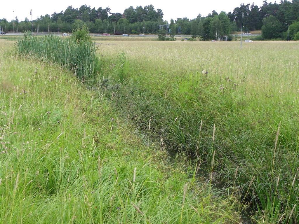 I och utmed diket Mer fuktgynnad flora, samt rena vattenväxter. Växter som är knutna till fuktiga miljöer är vanliga närmast diket och i detta.