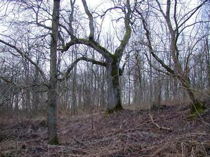 18 Iakttagna djur: korp, fasan, domherre Geologi/topografi: torr sluttning; isälvssand; blockfritt; inskärning i sluttningen på södra sidan Vattendraget: saknas Öppna vattenspeglar: saknas