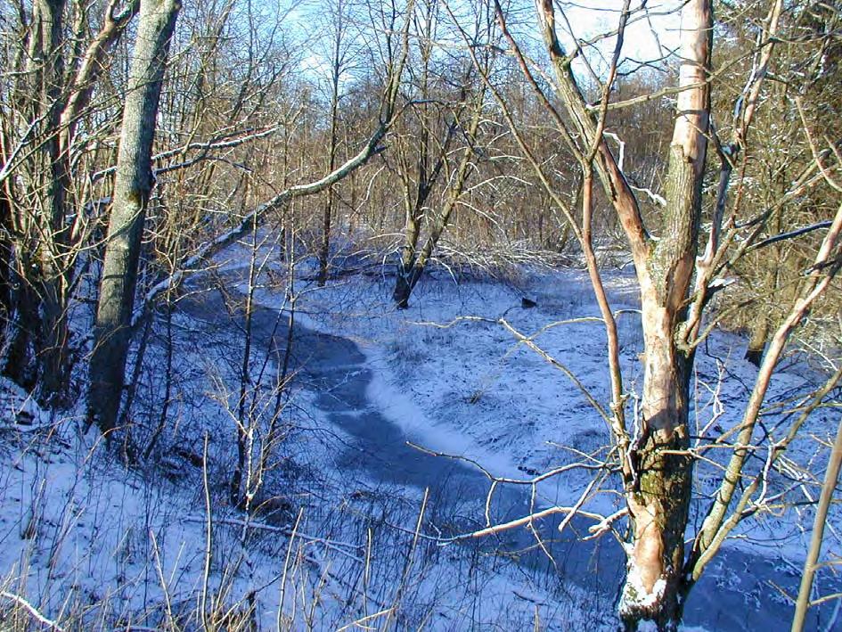 33 Område 15 Gråalskog, Långgropen Beskrivning: Skogklädd ådal dominerad av gråalsumpskog i dalbottnen och askskog på de delvis höga och branta sluttningarna.