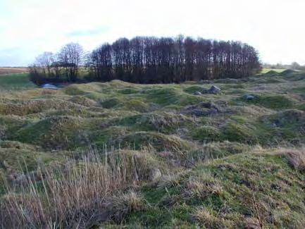 36 Buskskikt: friskäng hagtorn, fläder, nyponros/stenros kruståtelhed Rosa sp.
