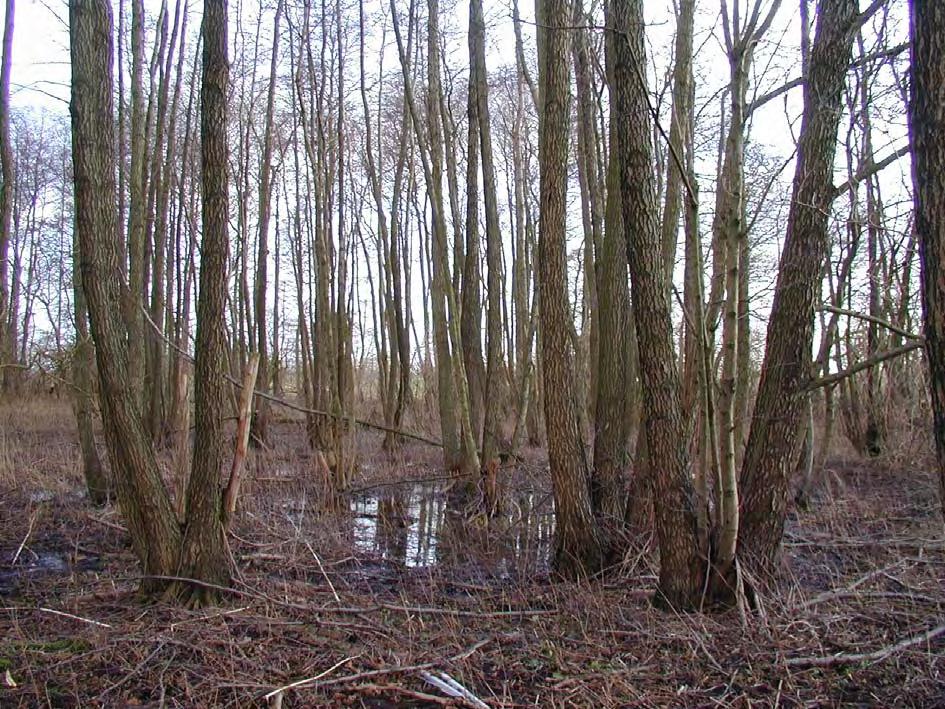 37 Område 17 Klibbalsumpskog öster om Gullarp Beskrivning: Relativt liten alsumpskog. Ån rinner i norra kanten av skogen. Gott om flerstammiga alar, dock inga riktigt stora socklar utbildade ännu.