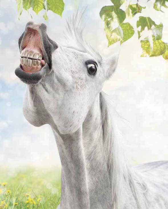 BRO PARK Tävlingarna arrangeras av Svensk Galopp www.svenskgalopp.se e-post info@svenskgalopp.