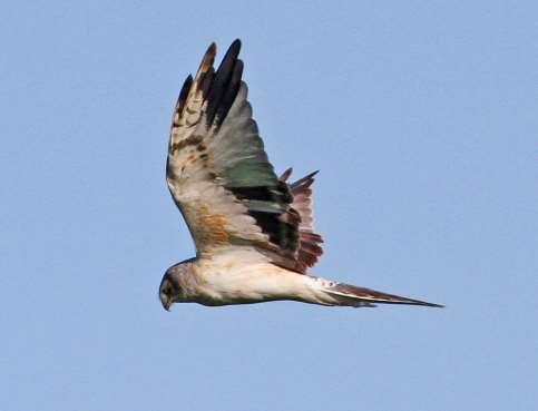 Brun glada (Milvus migrans) ** (208, 8) 1 ad Karlshamn 1-2.6 (Rune Svensson). 1 2K Angelskog 14.8 (F) (Fredrik Lennartsson). 1 1K Angelskog 18-19.8 (F) (Fredrik Lennartsson). 1 1K Vambåsa våtmark 23-26.