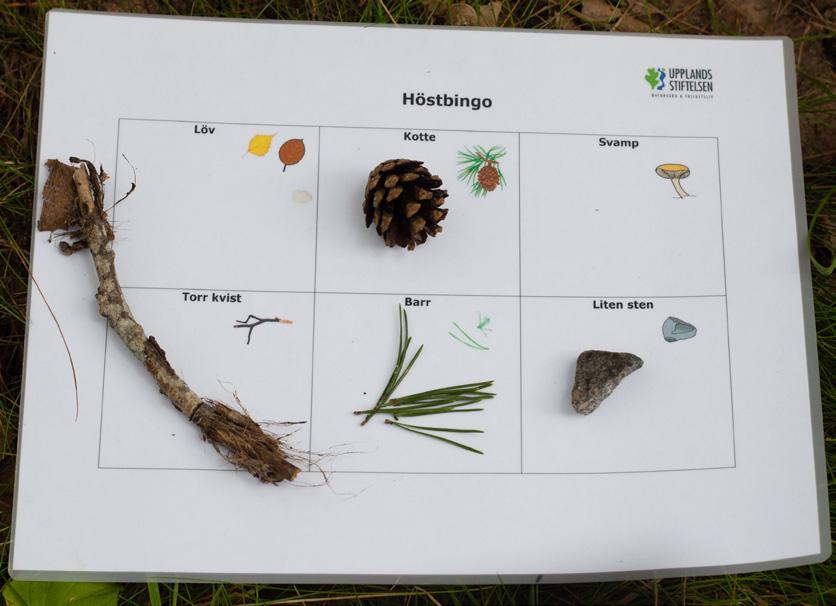 Personen kan då välja och peka på det föremålet som hen gissar att det är. Naturbingo Vad finns i naturen just nu och på den plats där ni ska vara?