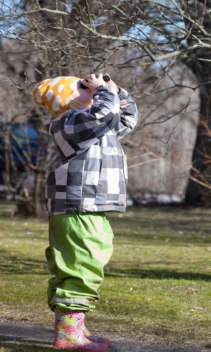 Hitta en fågel som sover. Hitta en fin fågel. Lyssna!