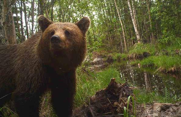 Stora rovdjur Björnpredation på ren, fältsäsong 2 Under våren märktes omkring 900 vajor i Gällivare skogs. Dräktighetstesten visade att 95% av vajorna var dräktiga.