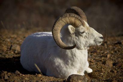 Sheep, Caribou,