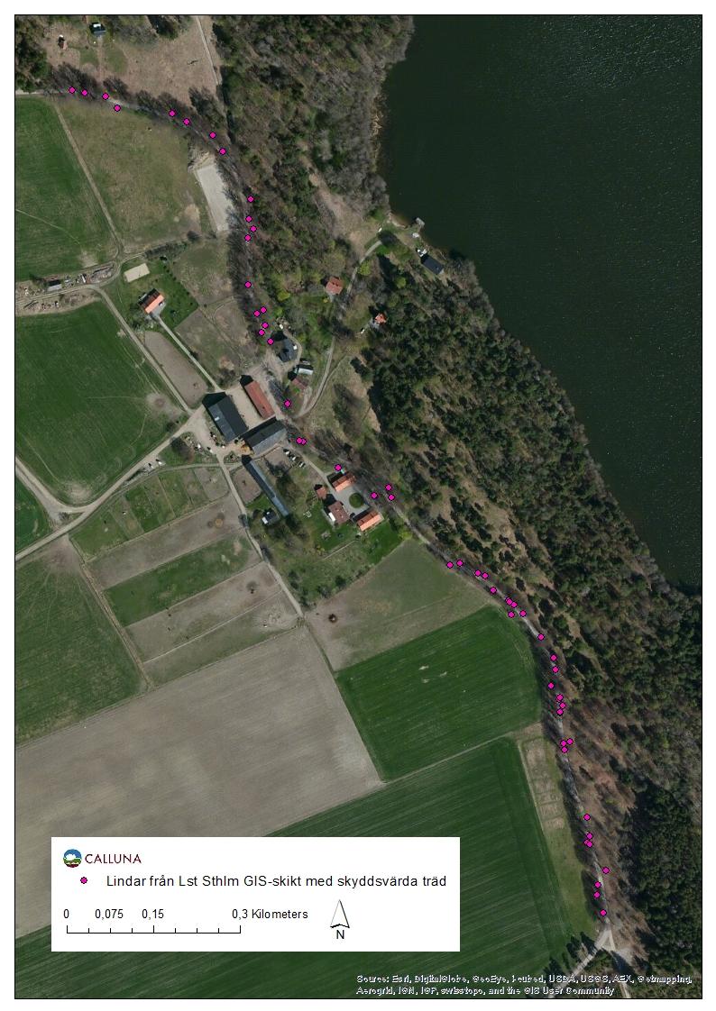 Figur 5. Karta över lindallén vid Husby, Munsön, Ekerö kommun.