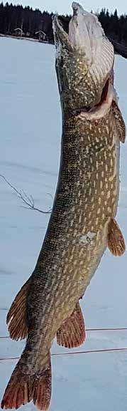 Det finns fiskar som bara leker vid fullmåne och en del andra fiskar som bara vandrar i nedan.