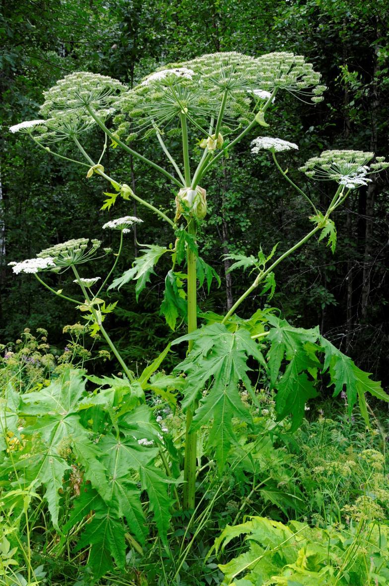 Jätteloka Heracleum mantegazzianum, växt från Kaukasus Status i Sverige Jätteloka förekommer i Sverige och har stor spridning. Bekämpas lokalt.