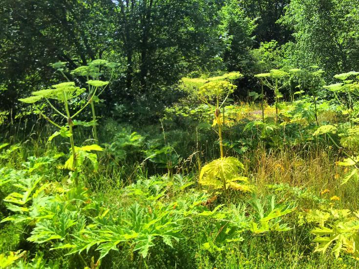 Lär känna din fiende - vad du behöver veta om jättelokan Förökar sig enbart via frön Plantan dör efter blomning Fröna kan överleva i upp till 7 år i jorden, men de flesta frön gror inom 1-2 år.
