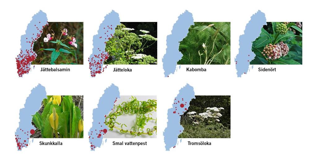 49 invasiva främmande arter är