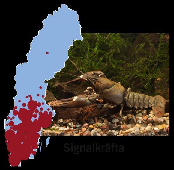 förbjudna