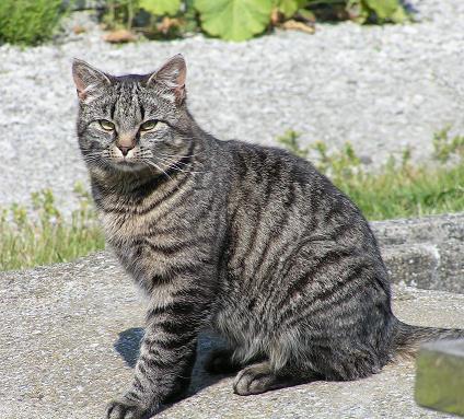Katter som bor tillsammans med människor kallas tamkatt. Tamkatten är ett litet kattdjur.
