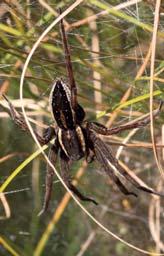 Guldspärrmossa Campylium stellatum.
