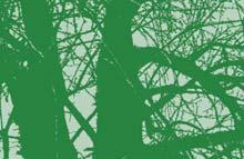 fragilis: young twigs and leaves sericeous (silkeshåriga); buds more or less sericeous (at least some), longer, with a compressed apex (spets); young leaves less pale; leaf-blades with more attenuate