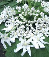 Bunias