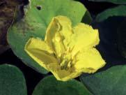 Vresros Rosa